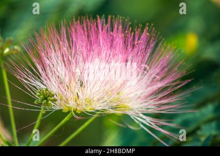 Albizia julibrissin fleur d'arbre, arbre de soie persane, arbre de soie rose, gros plan.Arbre de soie persane rose fleur Banque D'Images