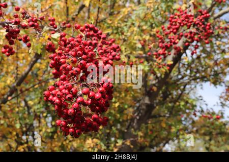 Fruits de Hawthorn sur la branche Banque D'Images