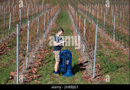 Brackenheim, Allemagne.23 novembre 2021.Micha, de Brackenheim, musicien portant le nom de scène 'Micha von der Rampe', se dresse dans les vignobles avec son tuba bleu.Il a raccroché un emploi dans la banque pour sa musique.Au lieu de porter un costume, il porte maintenant un pantalon en cuir et apporte une bouffée d'air frais à la scène pop avec son tuba bleu.(À dpa Un banquier avec un tuba bleu lors d'une visite du village) Credit: Marijan Murat/dpa/Alamy Live News Banque D'Images