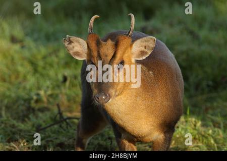 Un cerf sauvage de muntjac, Muntiacus reevesi, se nourrissant au bord d'un champ au Royaume-Uni. Banque D'Images