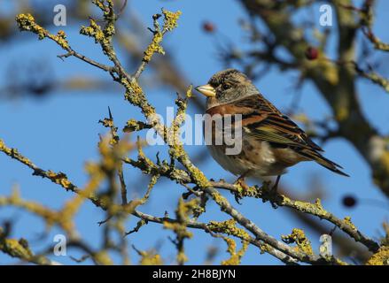 A Brambling, Fringilla montifringilla, perchée sur la branche d'un arbre. Banque D'Images