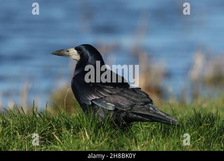 Un cook, Corvus frugilegus, se nourrissant dans un champ de fermiers où les vaches ont été paître. Banque D'Images