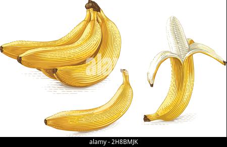 Dessin main banane dessin gravure style d'illustration Illustration de Vecteur