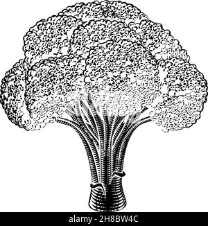 Brocoli Vintage Woodcut Illustration Illustration de Vecteur