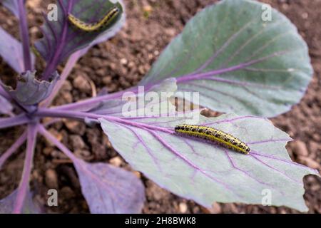 Pieris brassicae, Grand blanc, papillon de chou, blanc de chou, Allemagne Banque D'Images