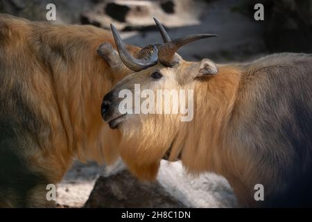 Takin tibétain ou takin du Sichuan (Budorcas taxicolor tibetana) antilope de chèvre, région indigène : le Tibet et les provinces du Sichuan, du Gansu et du Xinjiang en C. Banque D'Images
