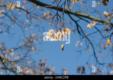 Gros plan des graines de frêne sur une branche.Grappes de graines séchées brunes sur un arbre dans un parc de la ville contre un ciel bleu.Un jour d'automne ensoleillé.Sélection Banque D'Images