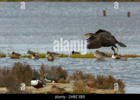 Oiseau de mer Cormoran, volant au-dessus du lac salé à Albufera mallorca, îles baléares, espagne Banque D'Images