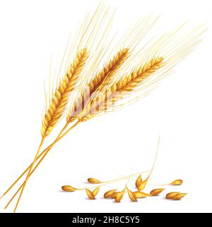 Les épis d'orge et le grain avec les symboles de récolte et d'agriculture sont réalistes illustration vectorielle Illustration de Vecteur