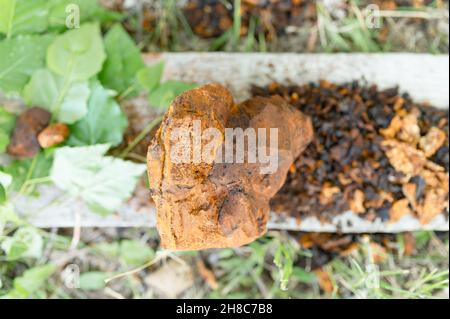 champignons de chaga rassemblés ou fourragés champignons parasites d'arbre de bouleau sauvage il est utilisé dans la médecine alternative pour préparer le thé curatif pour le traitement Banque D'Images