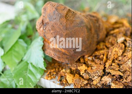 champignons de chaga rassemblés ou fourragés champignons parasites d'arbre de bouleau sauvage il est utilisé dans la médecine alternative pour préparer le thé curatif pour le traitement Banque D'Images