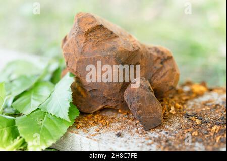 champignons de chaga rassemblés ou fourragés champignons parasites d'arbre de bouleau sauvage il est utilisé dans la médecine alternative pour préparer le thé curatif pour le traitement Banque D'Images