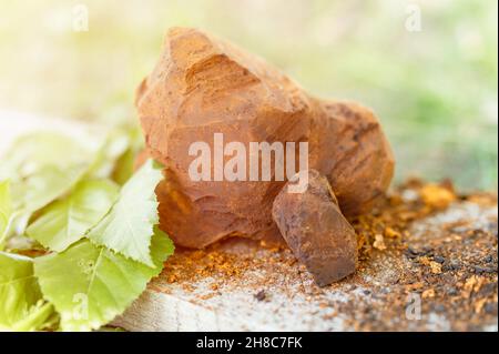 champignons de chaga rassemblés ou fourragés champignons parasites d'arbre de bouleau sauvage il est utilisé dans la médecine alternative pour préparer le thé curatif pour le traitement Banque D'Images