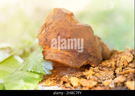 champignons de chaga rassemblés ou fourragés champignons parasites d'arbre de bouleau sauvage il est utilisé dans la médecine alternative pour préparer le thé curatif pour le traitement Banque D'Images