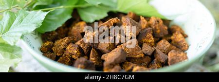 champignons de chaga rassemblés et fourragés champignon d'arbre de bouleau sauvage il est utilisé en médecine alternative pour la préparation du thé curatif pour le traitement. nettoyé et tranche Banque D'Images