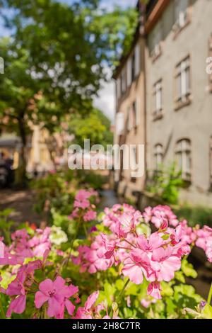 Vue imprenable sur les fleurs décorant le canal d'eau à Colmar, Alsace, France.Voyage destination de vacances célèbre en France Banque D'Images