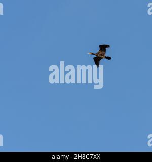 Cormoran (Phalacrocorax) oiseau de mer, volant au-dessus du lac salé à Albufera mallorca, îles baléares, espagne Banque D'Images