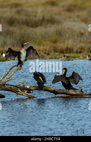 Cormoran (Phalacrocorax) oiseau de mer, volant au-dessus du lac salé à Albufera mallorca, îles baléares, espagne Banque D'Images