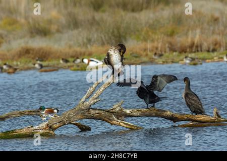 Cormoran (Phalacrocorax) oiseau de mer, volant au-dessus du lac salé à Albufera mallorca, îles baléares, espagne Banque D'Images