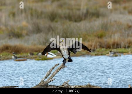 Cormoran (Phalacrocorax) oiseau de mer, volant au-dessus du lac salé à Albufera mallorca, îles baléares, espagne Banque D'Images