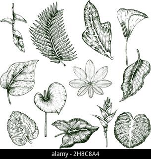 Ensemble monochrome de plantes tropicales dessinées à la main avec feuilles de plumeria illustration de vecteur isolé d'hibiscus et de monstère de palmier Illustration de Vecteur