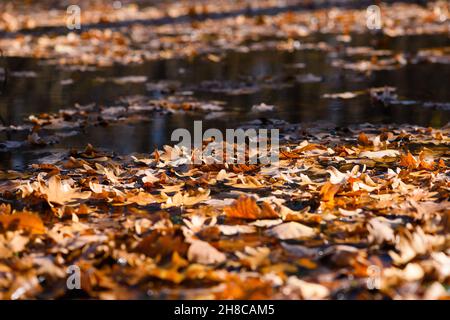 De nombreuses feuilles de chêne déchue flottent sur la surface de l'eau du lac forestier.Un beau jour d'automne ensoleillé.Gros plan. Banque D'Images