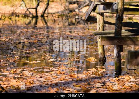 La surface de l'eau de la rivière est recouverte de feuilles flottantes de chêne.Jour ensoleillé d'automne dans la forêt.Rivière d'automne avec ancienne plate-forme de pêche en bois. Banque D'Images
