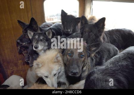 Chien domestique (Canis lupus F. familiaris), chiens négligés dans une caravane à l'arrêt, palissade d'animaux, Allemagne Banque D'Images