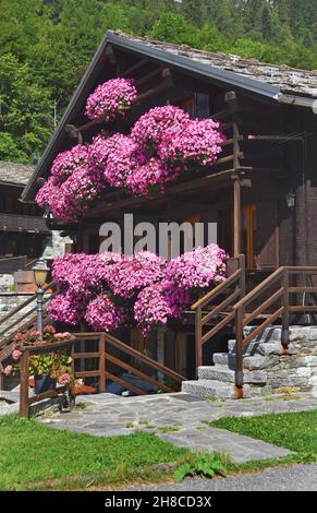 jardin petunia (Petunia x hybrida, Petunia-Hybride), maison en bois avec pétunias fleuris, Italie, Vallée d'Aoste, Gressoney Banque D'Images