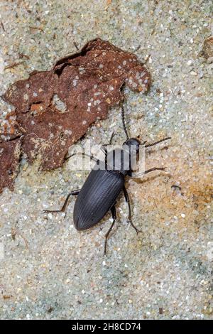 Kingworm, Superworm, Darkling Beetle (Zophophas morio), sur sol sablonneux, Allemagne Banque D'Images