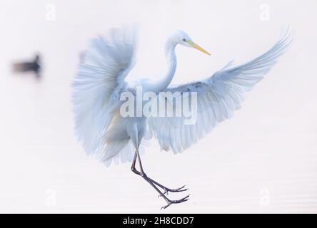 Grand aigreet, Grand Egret blanc (Egretta alba, Casmerodius albus, Ardea alba), atterrissage avec des ailes étirées dans le contre-jour, photo haute-clé , Banque D'Images