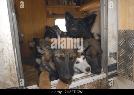 Chien domestique (Canis lupus F. familiaris), chiens négligés dans une caravane à l'arrêt, palissade d'animaux, Allemagne Banque D'Images