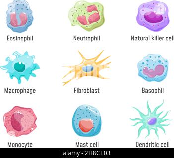 Cellules lymphocyte.Système immunitaire anatomie humaine, cellules sanguines ou leucocytes nk fibroblaste macrophage Eosinophil Neutrophil Basophil et dendritique, dessin animé ensemble vecteur illustration.Santé immunitaire des cellules humaines Illustration de Vecteur