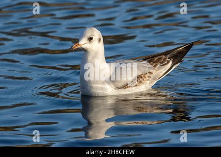 Goéland à tête noire (Chericocephalus ridibundus) dans le plumage du premier hiver sur l'eau avec réflexion Banque D'Images