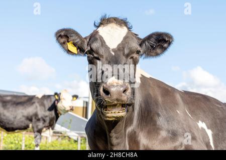 Portrait drôle d'une vache en mouvement, à bouche ouverte, la tête d'un bovin au feu blanc, montrant les dents pendant la mastication, détendu Banque D'Images