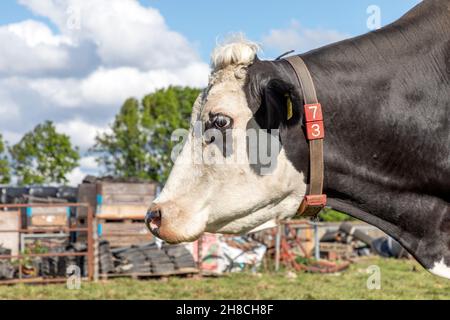 Tête de vache, portrait profil d'un bovin adulte mûr et calme et d'un fond de cour de ferme. Banque D'Images