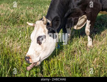 Vache en pâturage, lames déchirées de langue d'herbe, corned noir et blanc, race de bétail appelé: Blaarkop ou fleckvieh, simmental dans le pré Banque D'Images