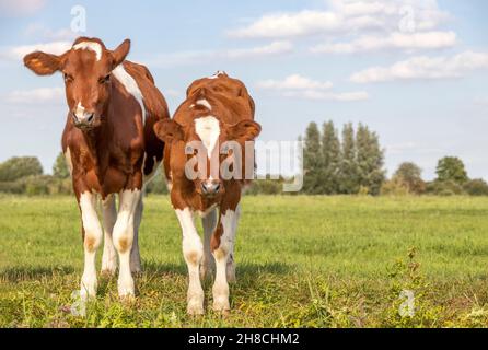 Deux petits rouges et blancs mignons debout ensemble dans un pré vert sous un ciel bleu et un horizon. Banque D'Images