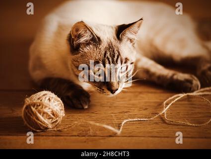 Mignon beau tabby domestique chaton joue sur le plancher de bois avec une boule de laine, illuminé par la lumière du soleil.Un animal de compagnie et des articles ménagers.Ne Banque D'Images