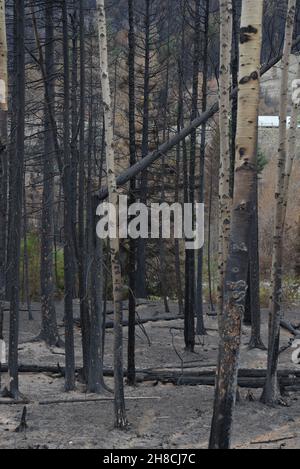 Prise verticale de pins brûlés après le feu de forêt.C.-B. été 2021 Banque D'Images