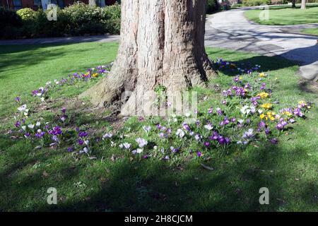 Les crocus printaniers poussent autour de la base d'un arbre dans les jardins Brenchley, Maidstone Banque D'Images