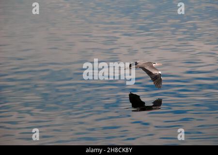 Photo panoramique d'un oiseau de mouette volant au-dessus du Nil en Égypte Banque D'Images