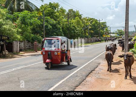 Sri Lanka, la province d'Ampara, la province d'Ampara, la province d'Ampara, route,Strasse, route, Tuk Tuk, buffles, Büffel,buffles, buffle Banque D'Images