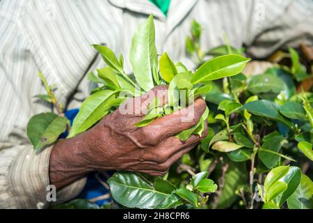 Sri Lanka, Southern province, Sud du Sri Lanka, Sud Sri Lanka, Sud Sri Lanka, producteur de thé, Teefabrik,Usine de thé, Handunugoda, art de production Banque D'Images