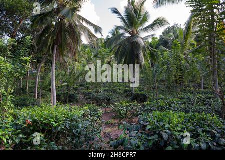 Sri Lanka, Southern province, Sud du Sri Lanka, Sud Sri Lanka, Sud Sri Lanka, producteur de thé, Teefabrik,Usine de thé, Handunugoda, art de production Banque D'Images