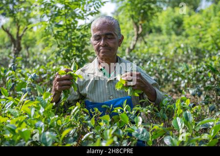 Sri Lanka, Southern province, Sud du Sri Lanka, Sud Sri Lanka, Sud Sri Lanka, producteur de thé, Teefabrik,Usine de thé, Handunugoda, art de production Banque D'Images