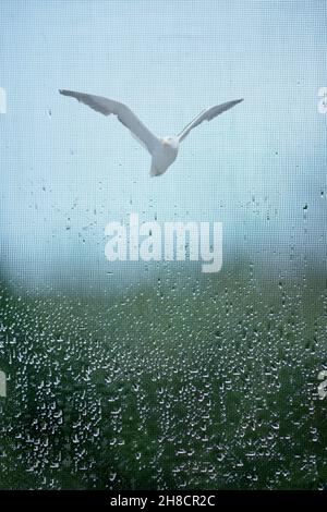 Vue à travers une fenêtre avec moustiquaire avec gouttes de pluie le vol d'un mouette Banque D'Images