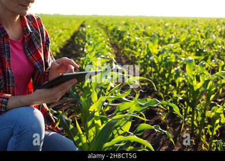 Cultivateur de maïs caucasien d'âge moyen avec ordinateur de tablette agenouillé pour les tiges d'inspection au champ Banque D'Images