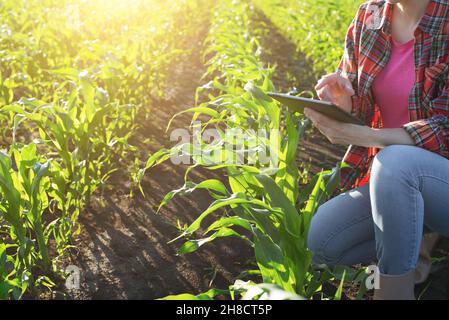 Cultivateur de maïs caucasien d'âge moyen avec ordinateur de tablette agenouillé pour les tiges d'inspection au champ Banque D'Images