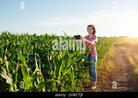 Une travailleuse agricole caucasienne d'âge moyen utilise un PC tablette dans le champ de maïs en Ukraine Banque D'Images